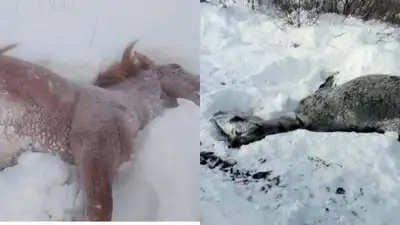 Сбил поезд в Восточном Казахстане, фото - Новости Zakon.kz от 05.12.2022 18:49