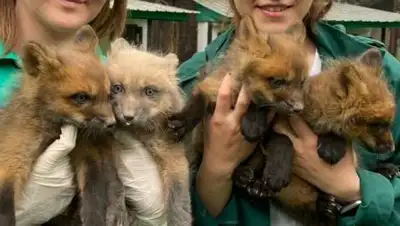 inAlmaty.kz, фото - Новости Zakon.kz от 23.05.2021 16:18