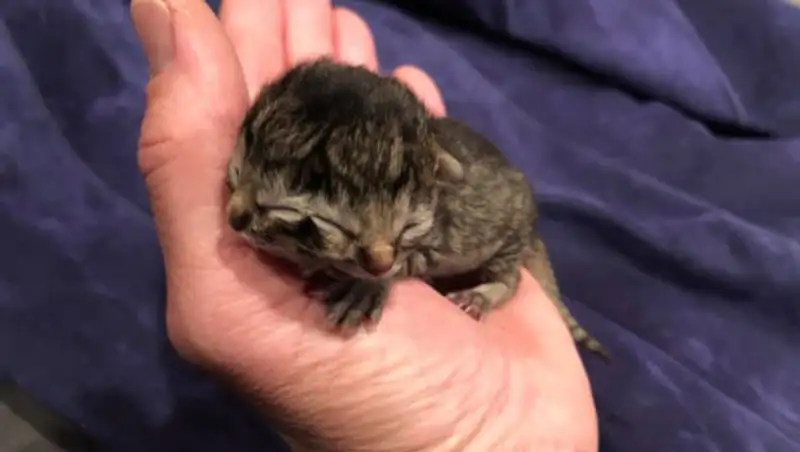 Котенок с двумя мордами родился в США