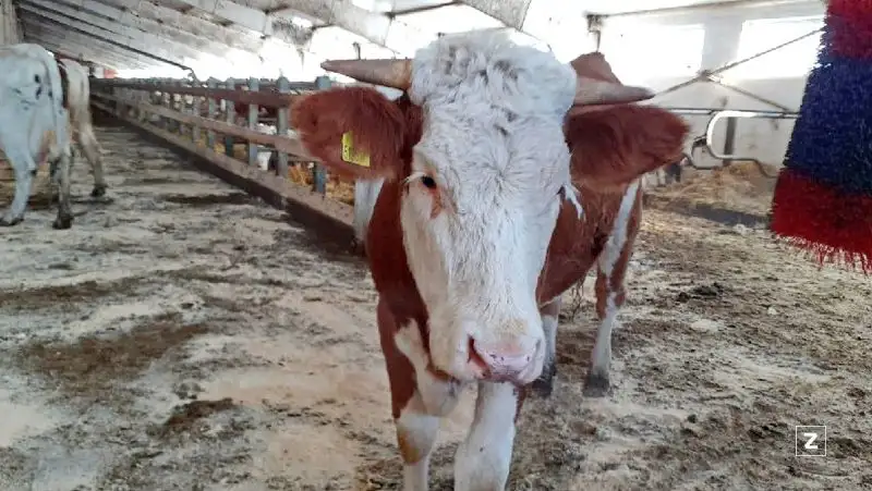 В Карагандинской области объявлен карантин из-за ящура