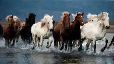 Zakon.kz, фото - Новости Zakon.kz от 06.04.2015 22:07