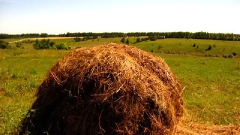 В Костанайской области сено гниет на полях