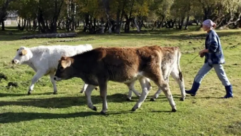 Акмолинским фермерам придется вернуть 50 млн тенге государству