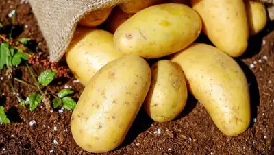 вводятся ограничения на вывоз картофеля, фото - Новости Zakon.kz от 22.02.2022 11:02