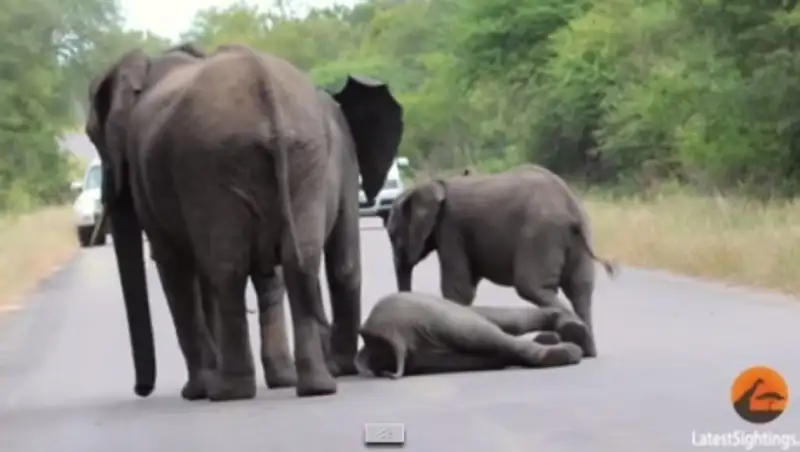 Стадо слонов спасло слоненка от суицида
