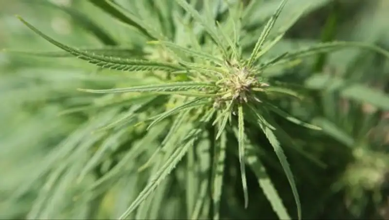 В Грузии отменили уголовное наказание за употребление марихуаны