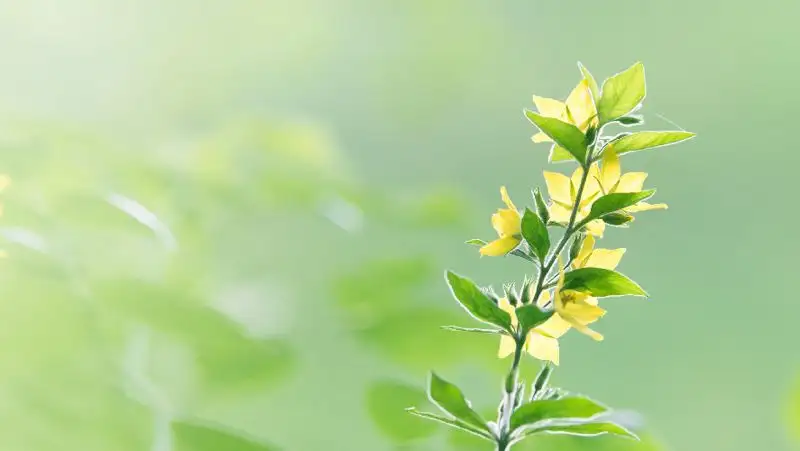 Жара, дожди, пыльная буря — прогноз погоды в Казахстане на 26 июля