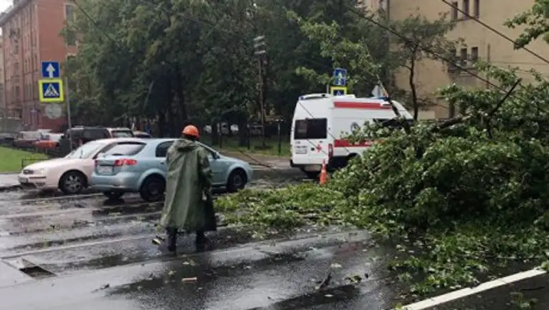 В Петербурге сильный ветер за сутки повалил около ста деревьев