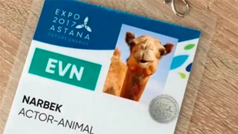 "Братан, это верблюд": На ЭКСПО аккредитовали верблюда