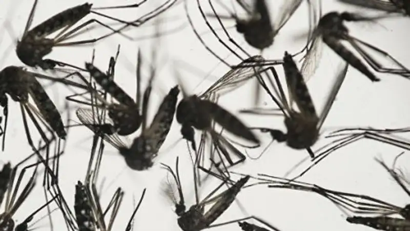 Первые три случая заражения вирусом Зика зафиксированы в Гвинее-Бисау