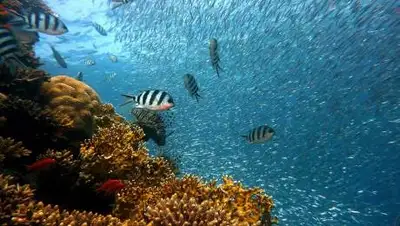 Pixabay, фото - Новости Zakon.kz от 14.10.2020 16:44