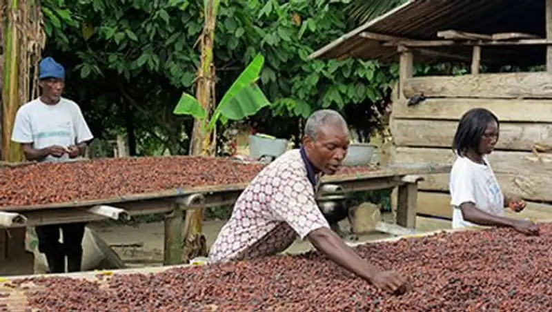 Любителей шоколада напугали лихорадкой Эбола