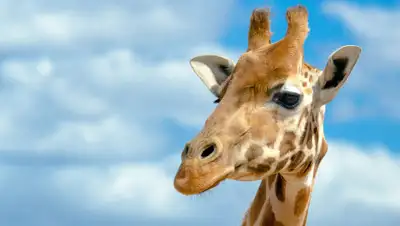 komotoz.ru, фото - Новости Zakon.kz от 13.12.2019 10:51