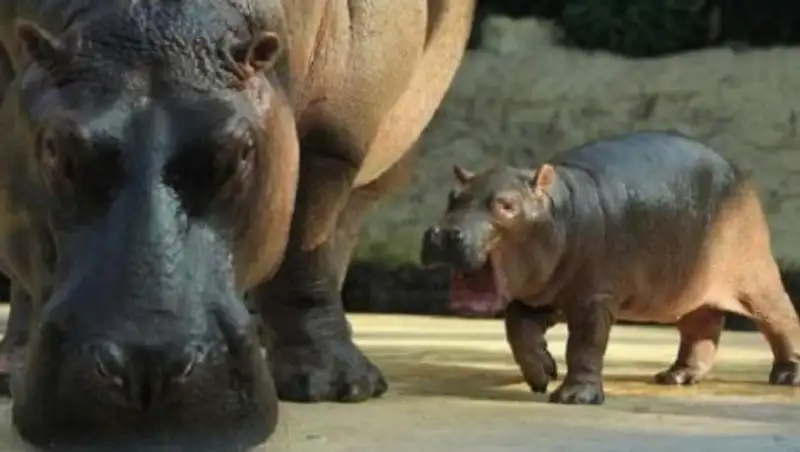 Шымкент зооба&#1171;ында сусиыр &#1257;ліп &#1179;алды