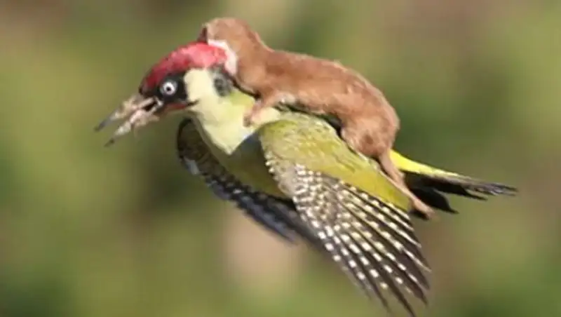 В лондонском парке увековечили полетавшую на дятле ласку