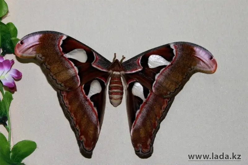 Выставка живых бабочек открылась в Актау (фото), фото - Новости Zakon.kz от 24.11.2013 17:03