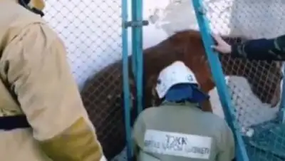 кадр из видео, фото - Новости Zakon.kz от 07.11.2021 21:02