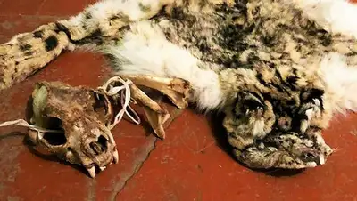 шкура, череп снежного барса    , фото - Новости Zakon.kz от 24.01.2022 11:44