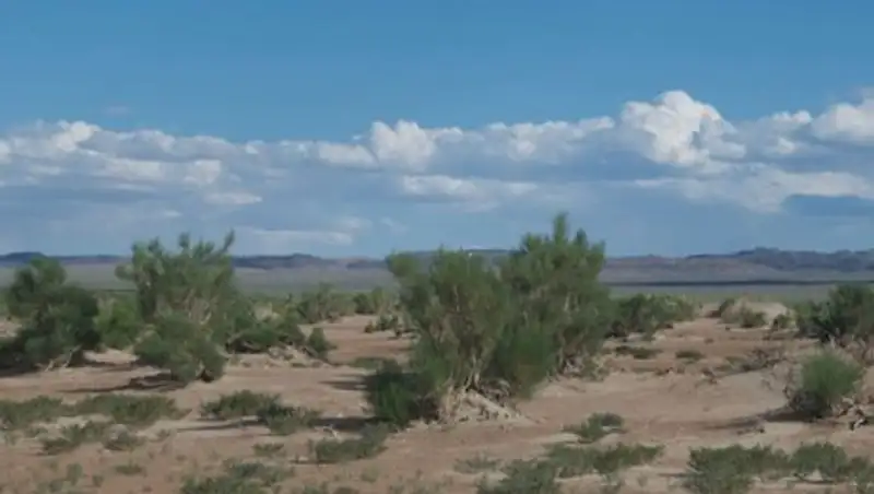 Саксауловые леса восстановят в Жамбылской области