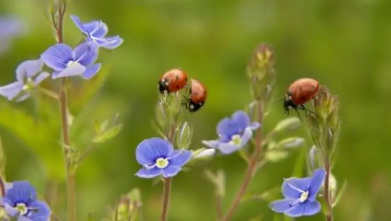 В ближайшие трое суток в Казахстане будет жарко и без осадков