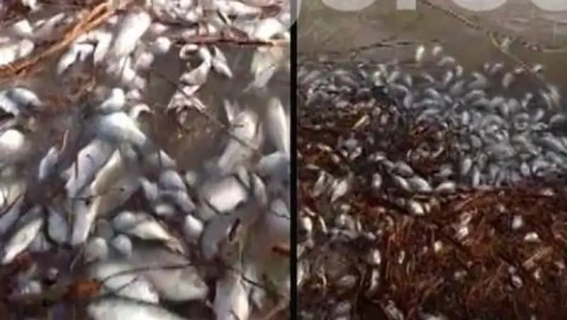 Массовую гибель рыбы засняли в пруду на западе Казахстана