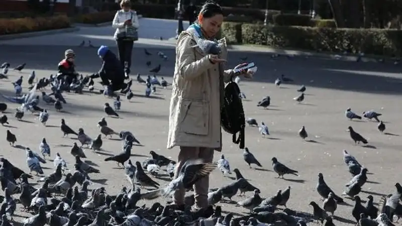 Врач рассказала, как защититься от инфекций, переносимых птицами