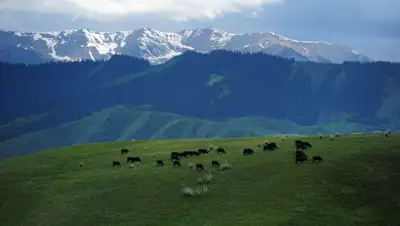 ТОО "Казмясо", фото - Новости Zakon.kz от 21.10.2019 15:57