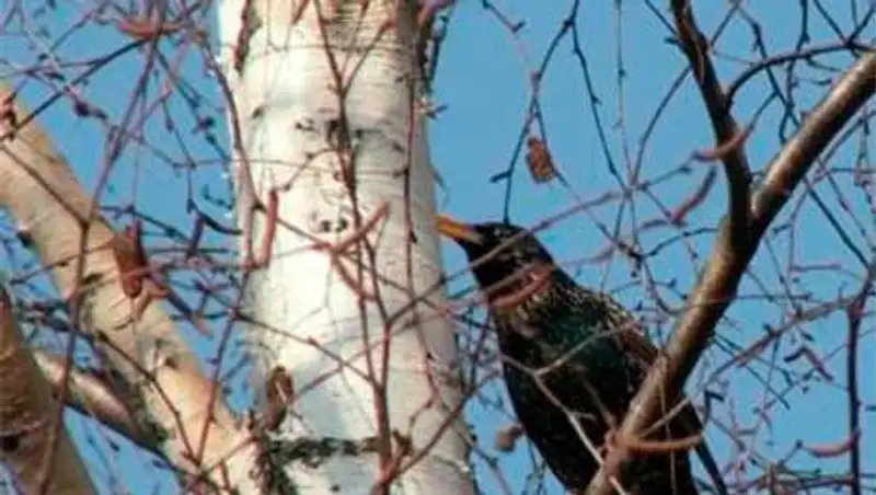 Погода без осадков ожидается завтра в большинстве регионов страны