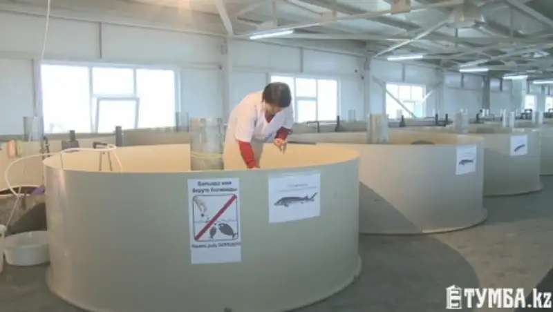 В Мангистау предпринимательница разводит русских и сибирских осетров