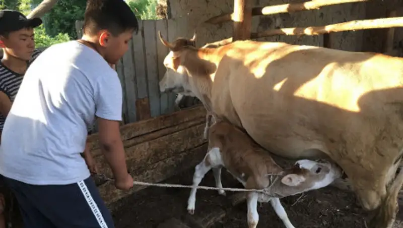 В Казахстане стартовал конкурс рисунка для детей "Животные – мои друзья"