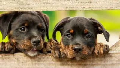 pixabay.com, фото - Новости Zakon.kz от 12.02.2021 00:19