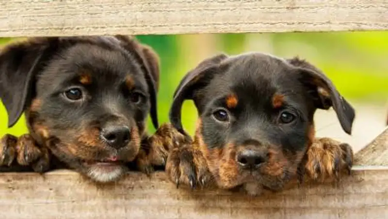 Собак научили находить заболевших коронавирусом