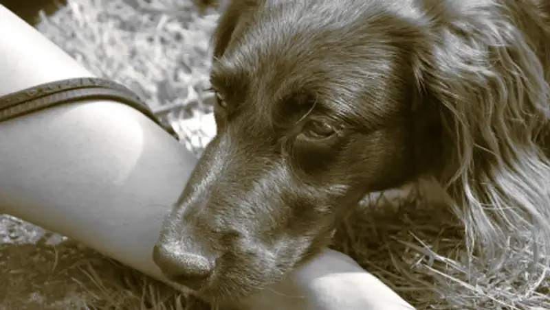 В Костанае служба отлова жестоко расправилась с собакой