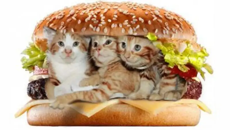 Мужчина сел в тюрьму за пирожки с котятами