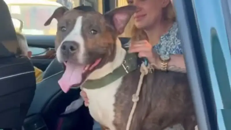 В Атырау хозяевам вернули собаку, напавшую на соседей и полицейского