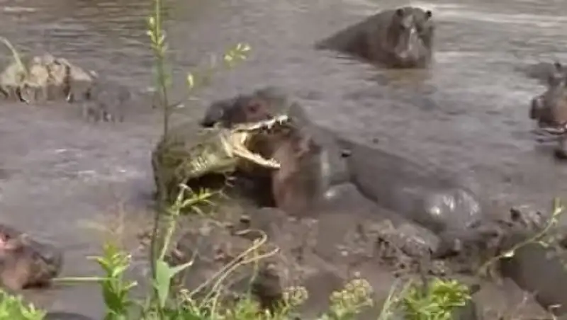Более 30 разъяренных бегемотов напали на одного крокодила