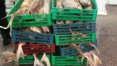 Zakon.kz, фото - Новости Zakon.kz от 02.12.2015 12:39