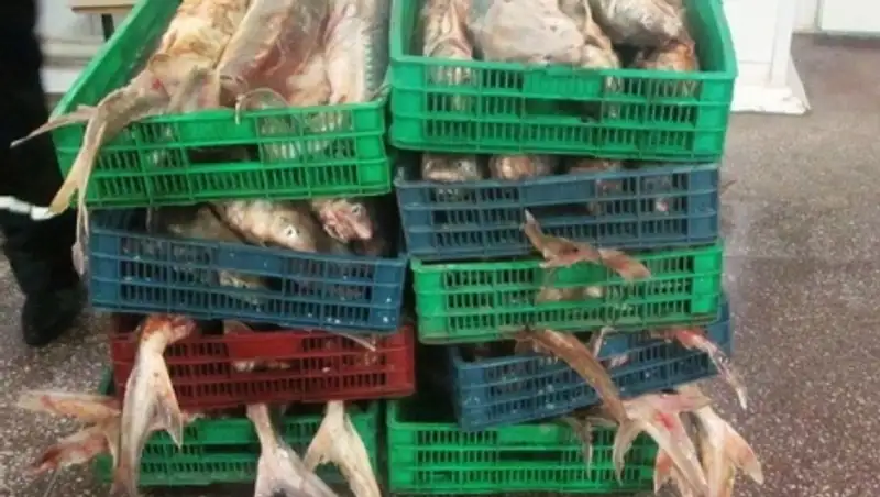 В Атырау триста килограммов осетрины нашли в багажнике