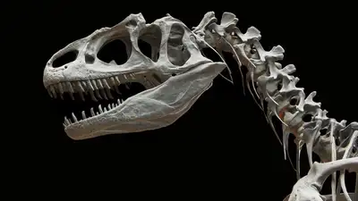 Впервые в Европе четырехметровый скелет тираннозавра продадут на аукционе, фото - Новости Zakon.kz от 18.04.2023 05:23