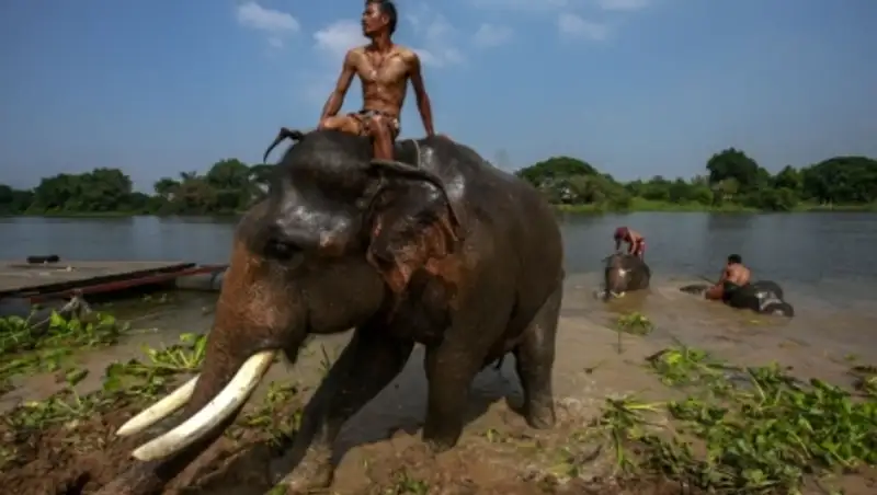 В Таиланде перевозивший туристов слон снова убил погонщика  