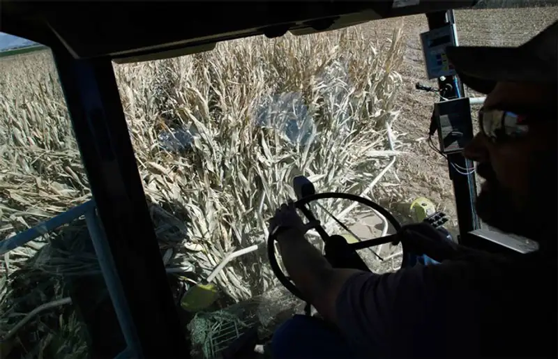 Урожай 2013, фото - Новости Zakon.kz от 07.11.2013 19:46