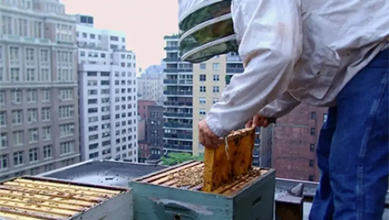 Фермеры в США подтвердили массовую гибель пчел