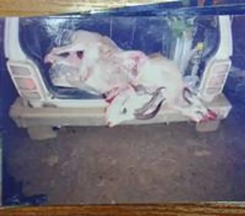 Два убитых животных инспекторы обнаружили в багажнике машины., фото - Новости Zakon.kz от 03.02.2013 16:15