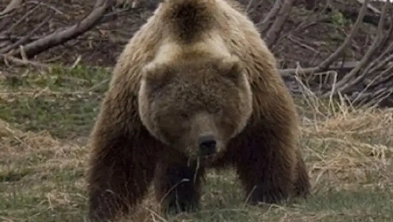 Женщина сумела родить в тайге, пока полицейские отгоняли от нее медведей