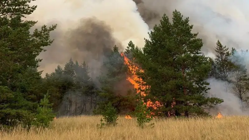 Алматинцы собирают помощь для пострадавших от пожаров в Костанайской области