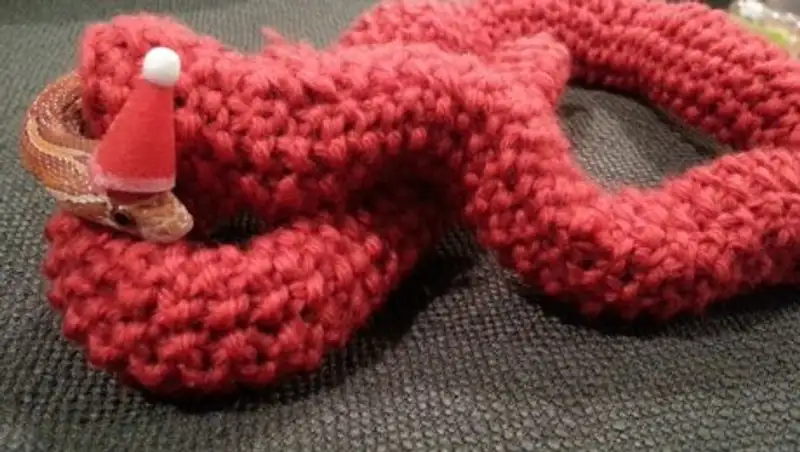 Рождественский свитер связали для змеи