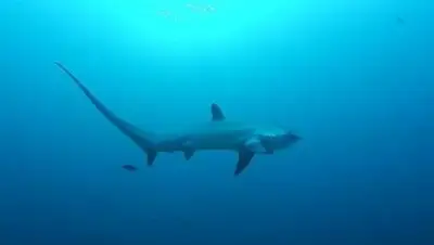 Фото: Thomas Alexander / Wikipedia, фото - Новости Zakon.kz от 25.01.2018 09:08