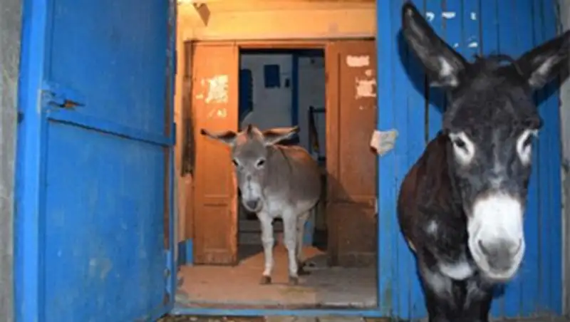 Жители павлодарских многоэтажек не могут избавить свои подъезды от ослов