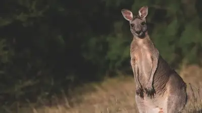 Растущая популяция кенгуру угрожает Австралии, фото - Новости Zakon.kz от 15.02.2023 05:02