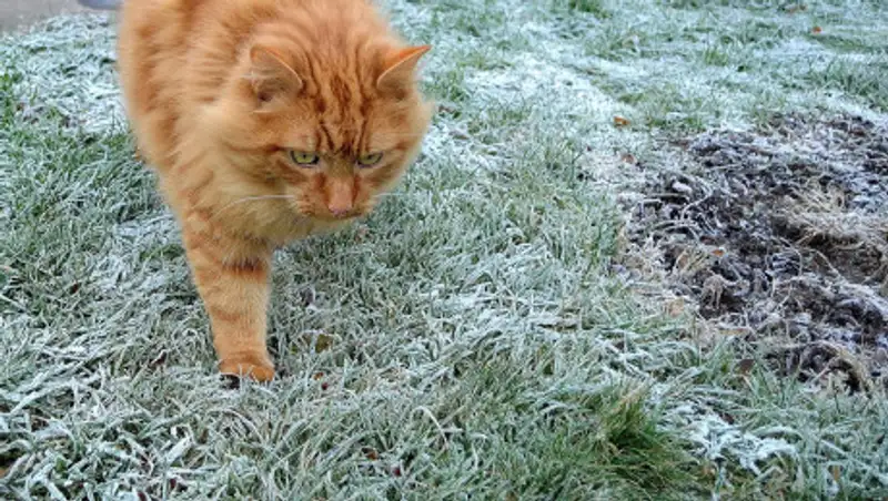 Заморозки ожидают в Нур-Султане